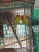 Lutino yellow Fischer breeding pair(লুতিনো ইয়েলো ফিশার)